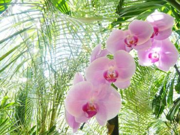 故郷のような陽射し｜「Ｆｌｏｒｉｓｔ　ＩＧＵＳＡ」　（東京都渋谷区の花キューピット加盟店 花屋）のブログ